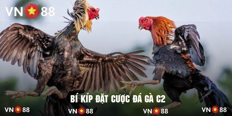 Kinh nghiệm đặt cược những trận đá gà hạng C2 chắc thắng