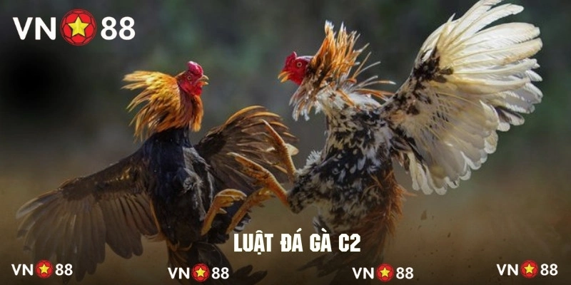 Khám phá sơ lược về quy luật đá gà hạng C2