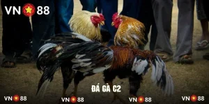 Đá Gà C2 - Tận Hưởng Các Trận Chiến Siêu Kinh Điển VN88