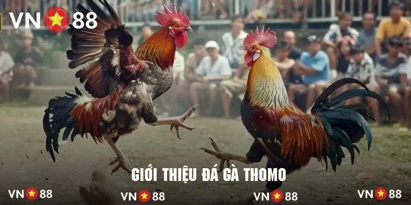 Thông tin sơ lược về hình thức đá gà thomo tuyệt đỉnh
