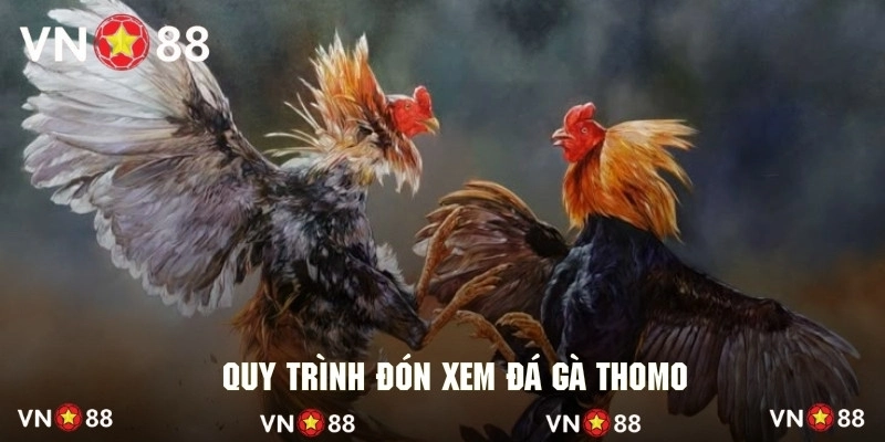 Thao tác theo dõi và cá cược các trận chọi gà thomo