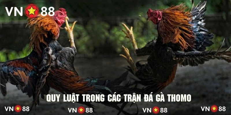 Tìm hiểu sơ lược về luật đá gà kiểu thomo Campuchia