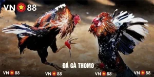 Đá Gà Thomo Nhà Cái VN88 - Bùng Nổ Giao Tranh Chiến Kê