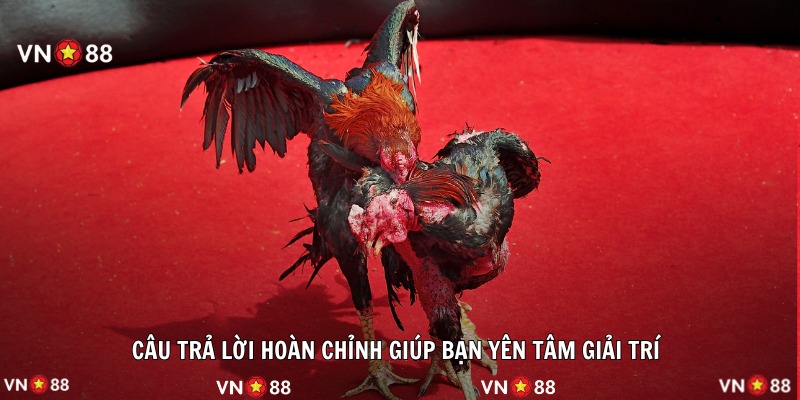 Câu trả lời hoàn chỉnh giúp bạn yên tâm giải trí 