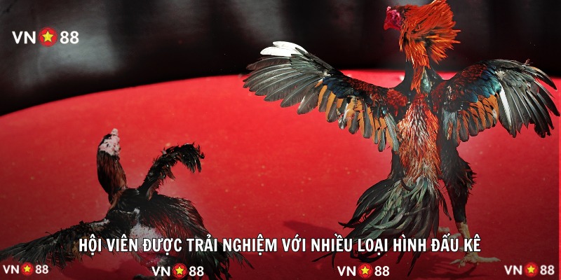 Hội viên được trải nghiệm với nhiều loại hình đấu kê